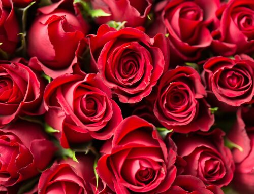 Eine Rose zum Internationalen Frauentag